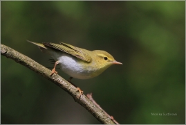 <p>BUDNÍČEK LESNÍ (Phylloscopus sibilatrix) /Wood warbler – Waldlaubsänger/</p>